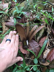 Dipterocarpus hasseltii