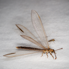 Distoleon bistrigatus