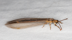 Distoleon bistrigatus