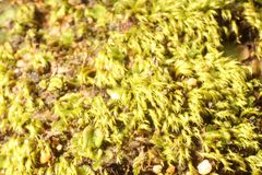 Eccremidium arcuatum