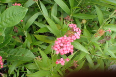 Arachnothryx leucophylla