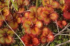 Drosera tubaestylis