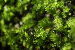 Racopilum cuspidigerum