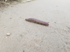 Macroglossum stellatarum