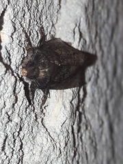Bityla defigurata