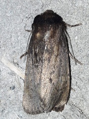 Bityla defigurata