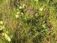 Toxicoscordion micranthum