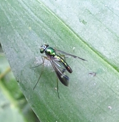 Condylostylus nebulosus