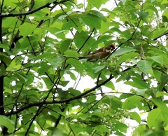 Carpodacus erythrinus grebnitskii