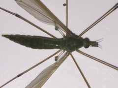 Chlorotipula
