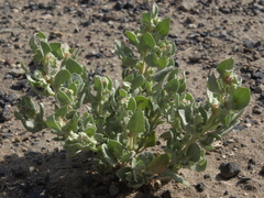 Atriplex argentea hillmanii