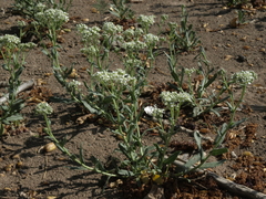 Lepidium appelianum