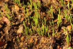 Eccremidium pulchellum