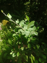 Cotoneaster scandinavicus