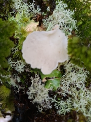 Gloeoporus phlebophorus