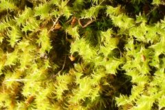 Triquetrella papillata