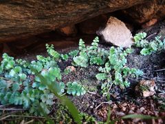 Asplenium subglandulosum