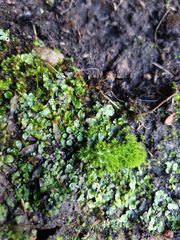 Lunularia cruciata