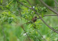 Carpodacus erythrinus grebnitskii