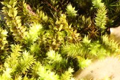 Racopilum cuspidigerum