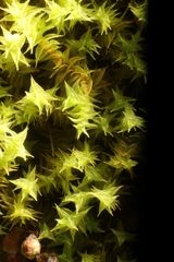 Triquetrella papillata