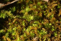 Racopilum cuspidigerum