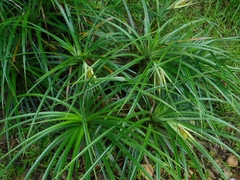 Pandanus fibrosus