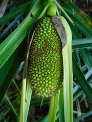 Pandanus fibrosus