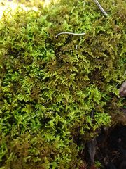 Thuidiopsis