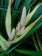 Pandanus fibrosus