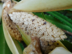 Pandanus fibrosus