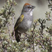 Green-tailed Towhee - Photo (c) Paul Donahue, some rights reserved (CC BY-NC), uploaded by Paul Donahue