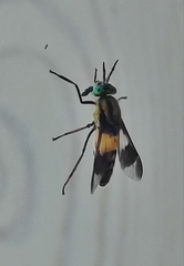 Chrysops viduatus
