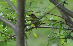 Carpodacus erythrinus grebnitskii