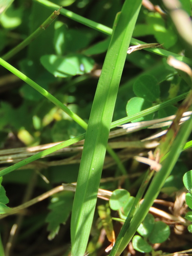 Image of Centipede Grass (Eremochloa ophiuroides) by (c) chiuluan, some rights reserved (CC BY)