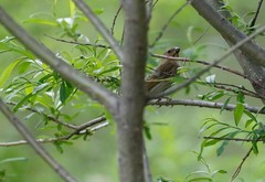 Carpodacus erythrinus grebnitskii
