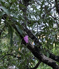 Aerides maculosa