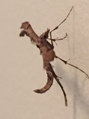Amblyptilia
