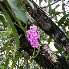 Aerides maculosa