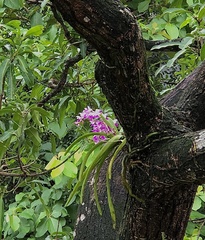 Aerides maculosa