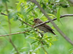 Carpodacus erythrinus grebnitskii