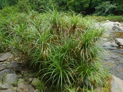 Pandanus fibrosus