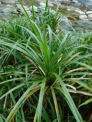 Pandanus fibrosus