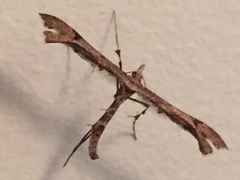 Amblyptilia