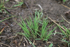 Cleistogenes squarrosa