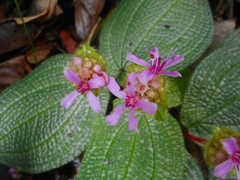 Phyllagathis prostrata