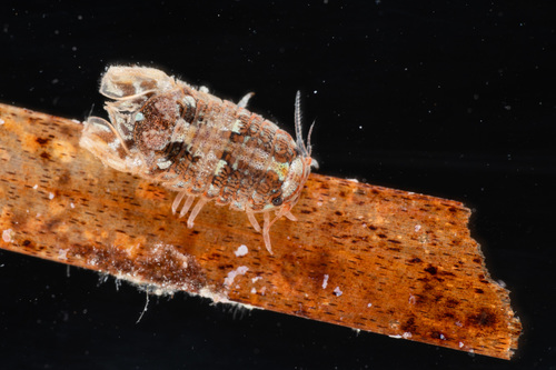 Dynoides amblysinus