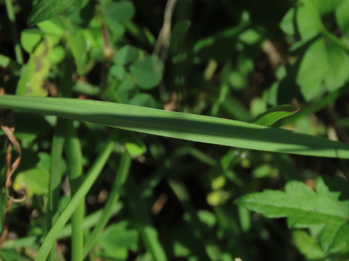 Image of Centipede grass by (c) chiuluan, some rights reserved (CC BY)
