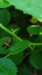 Nemophora degeerella