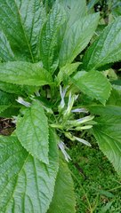 Lobelia physaloides